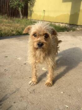Hazel -  Terrier and Scottish Terrier Dog for Adoption in San Antonio, Texas - Hazel | PetCurious