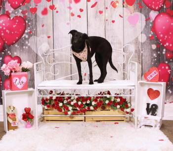 Labrador Retriever Dogs Available for Adoption - Ripley | PetCurious