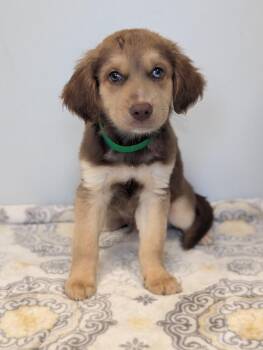 Gelman -  Boykin Spaniel and Golden Retriever Dog for Adoption in Aiken, South Carolina - Gelman | PetCurious