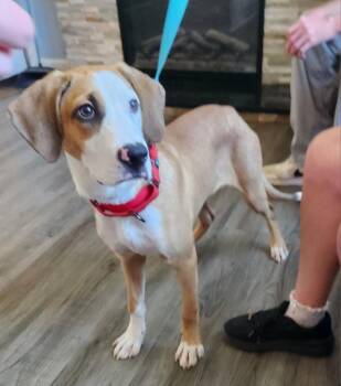 Neo *Adopt or Foster* -  Hound Dog for Adoption in Fairfax, Virginia - Neo *Adopt Or Foster* | PetCurious
