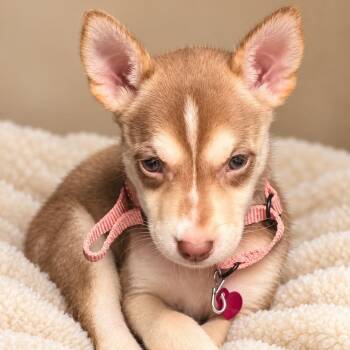 Venus -  Husky Dog for Adoption in Houston, Texas - Venus | PetCurious