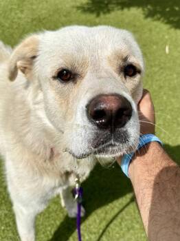 Peaches -  Mixed Breed Dog for Adoption in Wichita, Kansas - Peaches | PetCurious