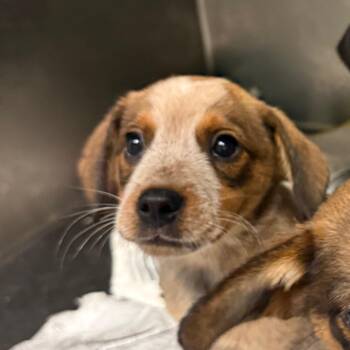 Mattie -  Mixed Breed Dog for Adoption in Charleston, West Virginia - Mattie | PetCurious