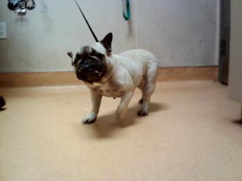 French Bulldog and Mixed Breed Dogs Available for Adoption in Martinez, California - POPPYSEED | PetCurious