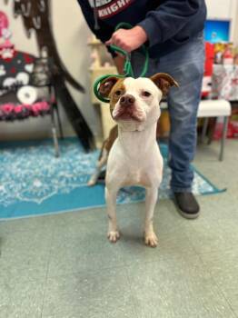 Leon -  Mixed Breed Dog for Adoption in Albany, Georgia - Leon | PetCurious