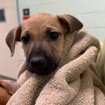 Barnaby -  Mixed Breed Dog for Adoption in West Palm Beach, Florida - Barnaby | PetCurious