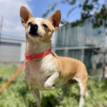 Lucy -  Chihuahua and Mixed Breed Dog for Adoption in Wimberley, Texas - Lucy | PetCurious