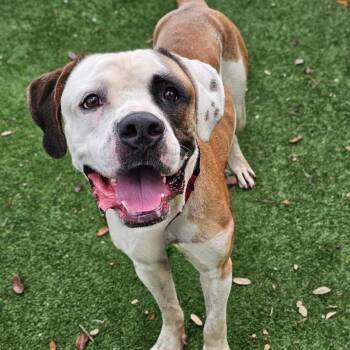 Eugene -  American Staffordshire Terrier Dog for Adoption in Sarasota, Florida - Eugene | PetCurious