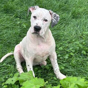 Vodka -  Mixed Breed Dog for Adoption in Dekalb, Illinois - Vodka | PetCurious