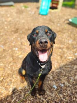 Jimmy Johns -  Mixed Breed Dog for Adoption in Cincinnati, Ohio - Jimmy Johns | PetCurious