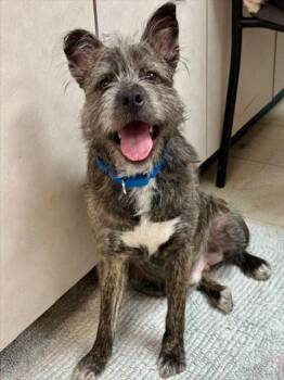 Schnauzer and Mixed Breed Dogs Available for Adoption - TOBI | PetCurious