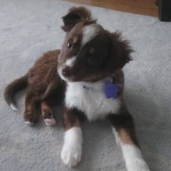 Sean -  Australian Shepherd and Mixed Breed Dog for Adoption in San Francisco, California - Sean | PetCurious