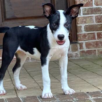 Rescue Mixed Breed Dogs for Adoption in Brownsboro, Alabama - Larry | PetCurious