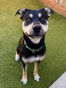 Zaxby -  Mixed Breed Dog for Adoption in Eugene, Oregon - Zaxby | PetCurious