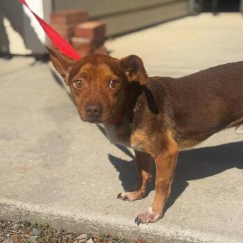 Mixed Breed Dogs Available for Adoption - Cider | PetCurious