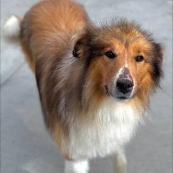 Redd -  Rough Collie Dog for Adoption in Hackensack, Minnesota - Redd | PetCurious
