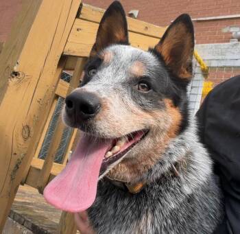 Jasper -  Australian Cattle Dog Blue Heeler Dog for Adoption in Manassas, Virginia - Jasper | PetCurious