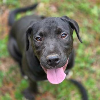 Boxer and Terrier Dogs Available for Adoption - Berkshire | PetCurious