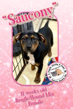 Rescue Beagle and Hound Dogs for Adoption in Thomson, Georgia - Saucony | PetCurious