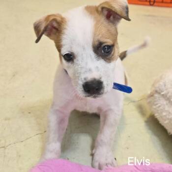 Elvis -  Husky and Mixed Breed Dog for Adoption in Lewisville, Texas - Elvis | PetCurious
