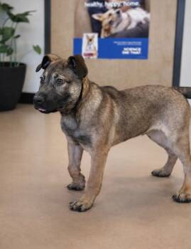 Shepherd Dogs Available for Adoption - Tucker | PetCurious
