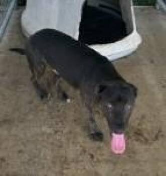 Merrick -  Pit Bull Terrier and Mixed Breed Dog for Adoption in West Memphis, Arkansas - Merrick | PetCurious