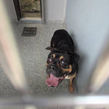 Hobey -  Boxer and Rottweiler Dog for Adoption in Charlottesville, Virginia - Hobey | PetCurious