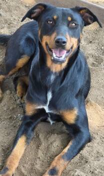 Rescue Doberman Pinscher and Australian Shepherd Dogs for Adoption in Ramona, California - Ziva | PetCurious