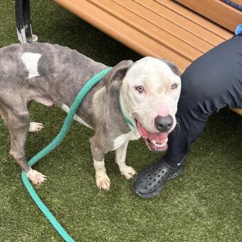 Joey -  Pit Bull Terrier Dog for Adoption in Philadelphia, Pennsylvania - Joey | PetCurious