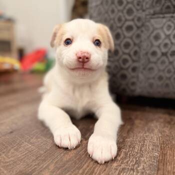 Australian Shepherd and Husky Dogs Available for Adoption - Cotton | PetCurious