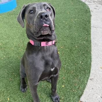 Margo -  Cane Corso and Mixed Breed Dog for Adoption in Indianapolis, Indiana - Margo | PetCurious