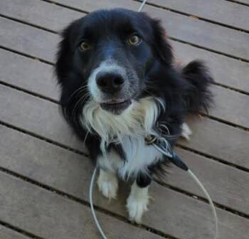 Deuce -  Mixed Breed Dog for Adoption in Alexandria, Virginia - Deuce | PetCurious