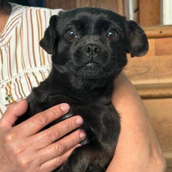 Appa -  Chihuahua and Mixed Breed Dog Available for Adoption in Winston-salem, North Carolina - Appa | PetCurious
