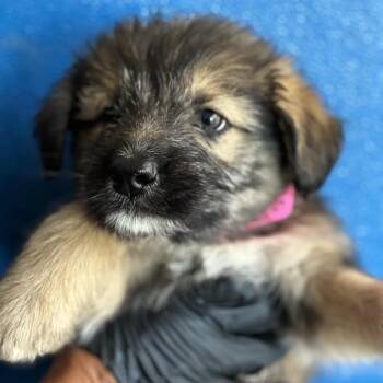 WOODLES -  Shepherd and Mixed Breed Dog for Adoption in Richmond, California - WOODLES | PetCurious