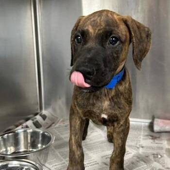Clawd -  Mixed Breed Dog for Adoption in Knoxville, Tennessee - Clawd | PetCurious
