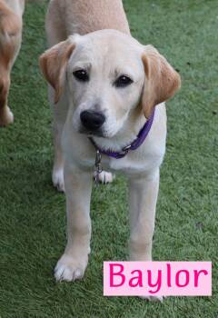 Labrador Retriever Dogs Available for Adoption in Southlake, Texas - Baylor | PetCurious