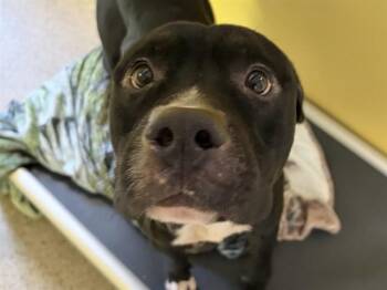 NILES CRANE -  Pit Bull Terrier Dog for Adoption in Ames, Iowa - NILES CRANE | PetCurious