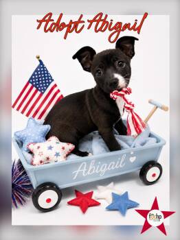 Abigail -  Chihuahua and Dachshund Dog for Adoption in Orange, California - Abigail | PetCurious