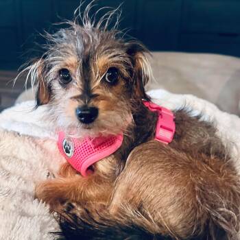 Terrier Dogs Available for Adoption - Gidget | PetCurious