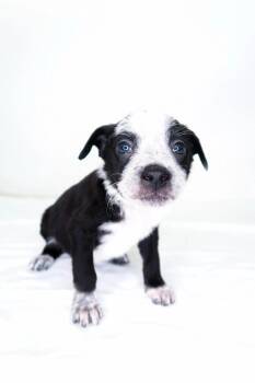 Australian Cattle Dog Blue Heeler Dogs Available for Adoption in Bixby, Oklahoma - Jellycat | PetCurious