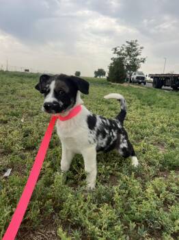 Trotter -  Australian Shepherd and Labrador Retriever Dog for Adoption in Fort Collins, Colorado - Trotter | PetCurious