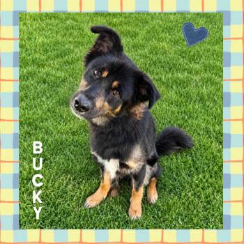 Bucky -  Australian Shepherd Dog for Adoption in Mokena, Illinois - Bucky | PetCurious