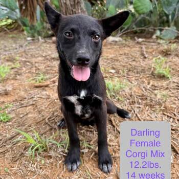 Darling -  Cardigan Welsh Corgi and Mixed Breed Dog for Adoption in Chaska, Minnesota - Darling | PetCurious