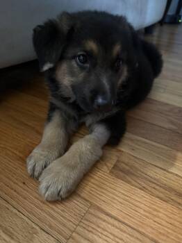 Gretel -  German Shepherd Dog Dog for Adoption in Hillside, Illinois - Gretel | PetCurious