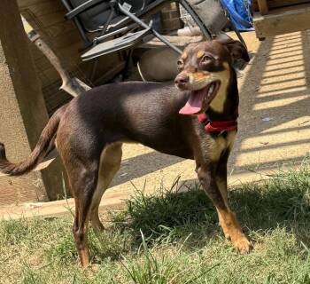 Penny -  Miniature Pinscher Dog for Adoption in Horn Lake, Mississippi - Penny | PetCurious