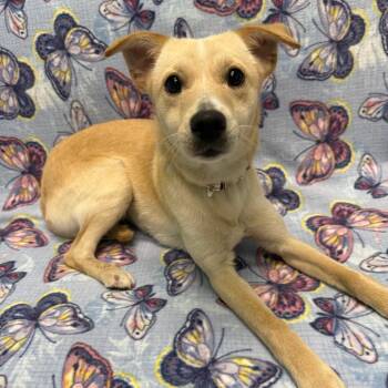 Labrador Retriever Dogs Available for Adoption in Houston, Texas - Molly | PetCurious