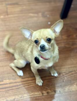 Rescue Chihuahua Dogs for Adoption in Elmwood, Louisiana - Coco | PetCurious