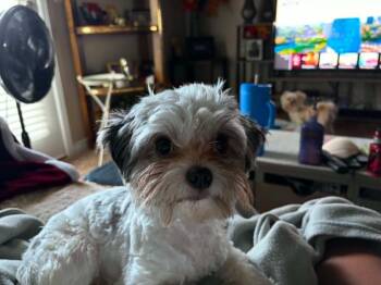 Melvin -  Yorkshire Terrier and Maltese Dog for Adoption in Millcreek, Utah - Melvin | PetCurious