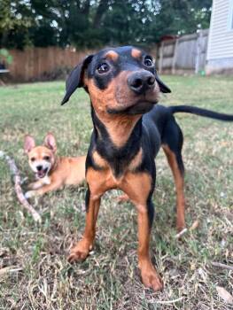 Luther -  Chihuahua Dog for Adoption in Greenville, South Carolina - Luther | PetCurious