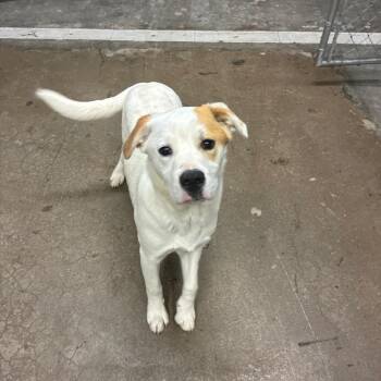 Jennings -  Mixed Breed Dog for Adoption in Corbin, Kentucky - Jennings | PetCurious
